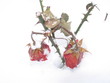 snowflower snowflower