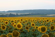 sonnenblumenfeld