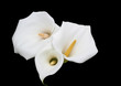 calla