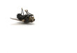 dead fly on white dead fly on white