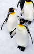 penguins