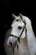 andalusian horse on black