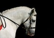 andalusian horse at work