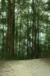 forest image