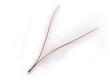aiguille de pin