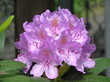rhododendron