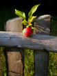 zaun mit apfel zaun mit apfel