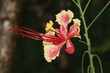 fleur tropicale