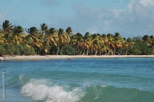 plage bordée de cocotiers plage bordée de cocotiers
