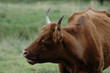 vache vache
