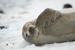 Photo: seal seal