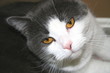 cat face