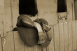 saddle