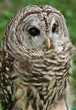 barred owl barred owl