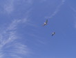 pelicans in flight
