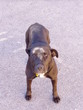 dog1