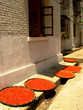 drying chilli peppers