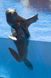 sealion