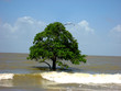 abre en mer