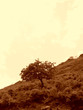 lone tree