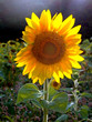 tournesol