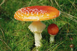 fliegenpilz fliegenpilz