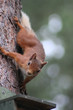 red squirrel 4