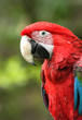 green-winged macaw green-winged macaw