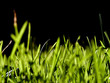 grass background
