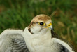 the falcon