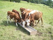 veal