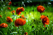 mohn mohn