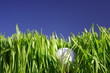golf ball