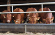 vaches et mangeoire vaches et mangeoire