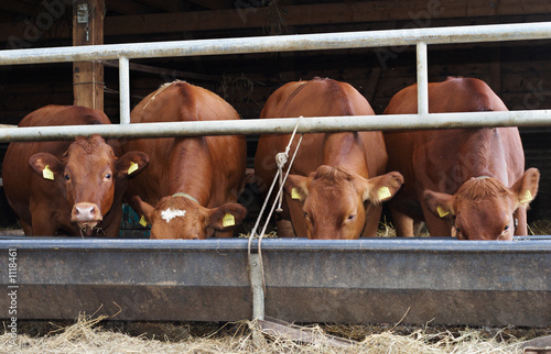 vaches et mangeoire vaches et mangeoire