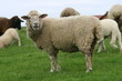 blökendes schaf blökendes schaf
