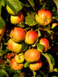 apfelplantage apfelplantage