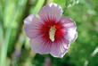 lila blüte lila blüte