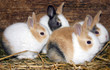 hasennachwuchs hasennachwuchs