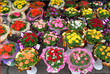 flower shop