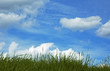 background of grass and blue sky background of grass and blue sky