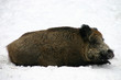 wildschwein wildschwein