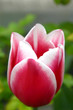 tulpe