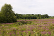 purple field
