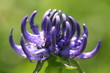 alpenblume teufelskralle