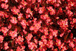 chinese flowering crab-apple