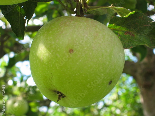 Photo: apfel apfel