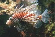lionfish