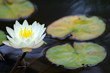 water lily