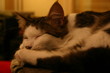 chat endormi